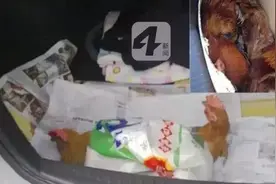 过年过节的，别把这些东西放后备箱，只能“徒伤悲”！图片