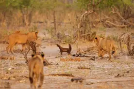 勇敢蜜獾独自鏖战三只狮子，30分钟之后不幸战败图片