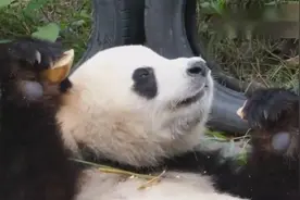 大熊猫吃窝窝头，吃得跟大爷似的，一般人都不敢这样吃饭