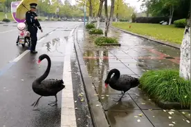 黑天鹅擅闯马路，暖心保安来保驾视频封面