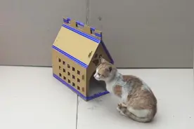 主人给小猫做的外出便捷手提小窝，你学会了吗