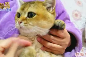 金渐层小猫剪趾甲全程不闹，剪完还能秀段“学猫叫”，心被萌化了视频封面
