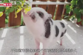 猪都有眉毛了，全世界最眉清目秀的猪视频封面
