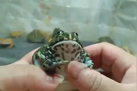 一只癞蛤蟆不低于300一只视频封面