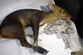 警民联手 将濒危野生保护动物——麂子 交保护中心妥善安置图片