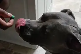 心有余悸！美斗牛犬吃酸糖果后开始乱蹦抓狂图片