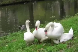 天鹅劈腿遭到同伴胖揍，一只狗子突然出现，化恩怨于无形视频封面