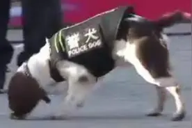 这只中国警犬世界第一！能找到稀释2千万亿倍的血液！视频封面