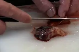 原来蛤蜊能吃的部分就这么点