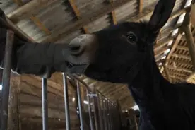 驴奶也能吃？男子制作的驴奶奶酪每磅500美元！