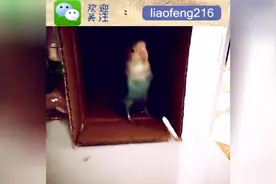 可爱极了！主人放了一首歌，然后牡丹鹦鹉就开始摇摆起来