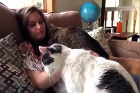 当女主人怀孕后，家里的大猫猫竟然也有感应！