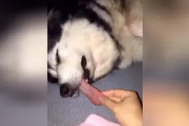 二哈的舌头这么长，被主人扯醒了！视频封面