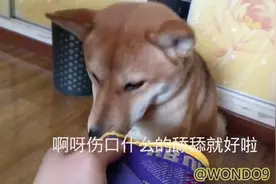柴犬咬烂主人篮球鞋，一脸蔫儿坏还不认错
