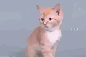 60秒领略猫咪百年造型变化史，变化好大，是我瞎了吗？视频封面