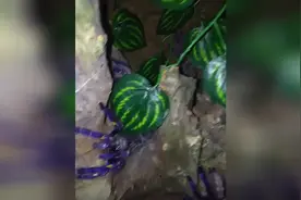 罕见蓝色狼蛛吃蟑螂