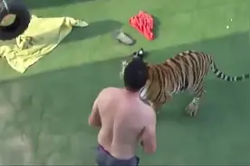 男子与老虎“打架”，惹怒老虎，可就是在“玩命”！视频封面