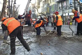 2000棵法桐受小蠹虫危害 昆明五华区给法桐“治顽疾”图片