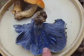 靛蓝乳菇 Lactarius indigo 分布于云南、湖南等地 可食用