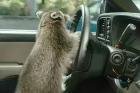 松鼠竟然会开车，男子将车停门口被动物开走，开的还挺溜的，厉害