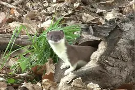 一山还有一山高！黄鼠狼抓老鼠比喵星人还在行