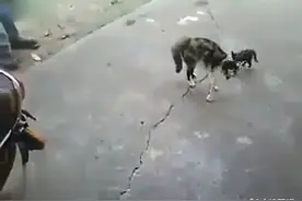 猫妈妈护犊情深秒杀汪星人视频封面