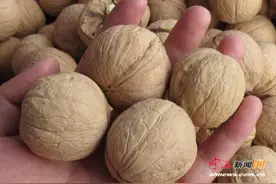 干净皮薄的核桃不一定泡过药水 但选购仍需留心图片