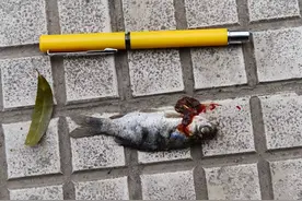 西安护城河里的小鱼有话要说，你听见了吗？图片