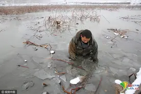 冬季挖藕人：泥巴里面全都是金子图片