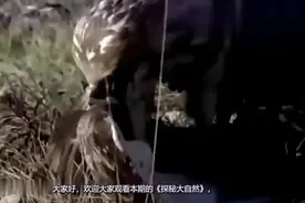 监控下拍到小狗反抗不得反被老鹰捕杀，飞回巢穴喂养小鹰