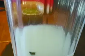 一家老小外出就餐 一瓶米汤快喝完一只苍蝇倒胃口图片