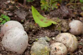 女子在野外发现一些奇怪的蛋，随后被吓得直冒冷汗图片
