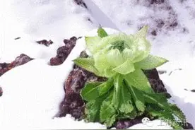 中药雪莲花的作用及食用方法图片