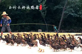挥着竹竿的放鸭人图片