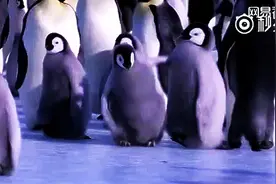 企鹅才是大写的逗比,介些神经大脚的举动总是让人忍不住笑图片