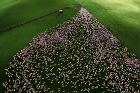 航拍牧羊犬相互配合把羊群赶入放牧区，有条不紊，看着太爽了图片