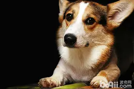 为什么有的狗狗认不出屏幕中的饲主图片