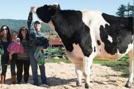 比一般牛大4倍！190cm“高富帅”乳牛 挑战世界纪录