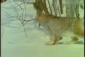 猞猁连环拳暴打美洲獾、郊狼，蜜獾的表弟这次亏大了