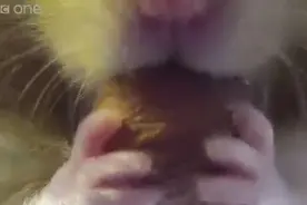 仓鼠宝宝到底能往嘴里塞多少东西，这尼玛是嘴上哪了视频封面