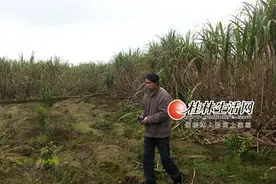 桂林糖料蔗种植面积大幅下滑 制糖企业“无蔗可榨”图片