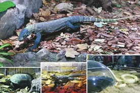 科莫多龙亮相济南野生动物世界图片