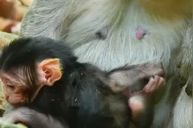 这个猴妈妈生了三个猴宝宝，都是那么活波可爱