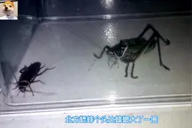 北方蟋蟀遇到南方大蟑螂，被大蟋蟀一口咬住头：听说你很能飞？