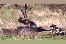 三只猎豹共同追两只鸵鸟分工明确，鸵鸟的头差点就被拽下来