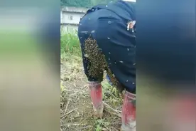 奇男子蜜蜂跑到裤裆建巢