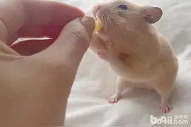 艾玛这只小仓鼠绝对是吃货！图片