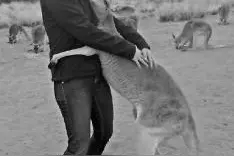 袋鼠被营救后每天拥抱恩人图片