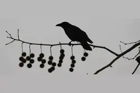 冷战时中情局训练动物做间谍：让猫窃听谈话，用海豚窃取情报！（下）图片