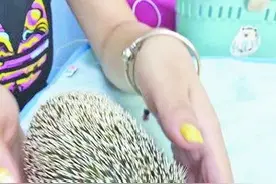 刺猬生病如何打针？用注射器从嘴角喂药图片